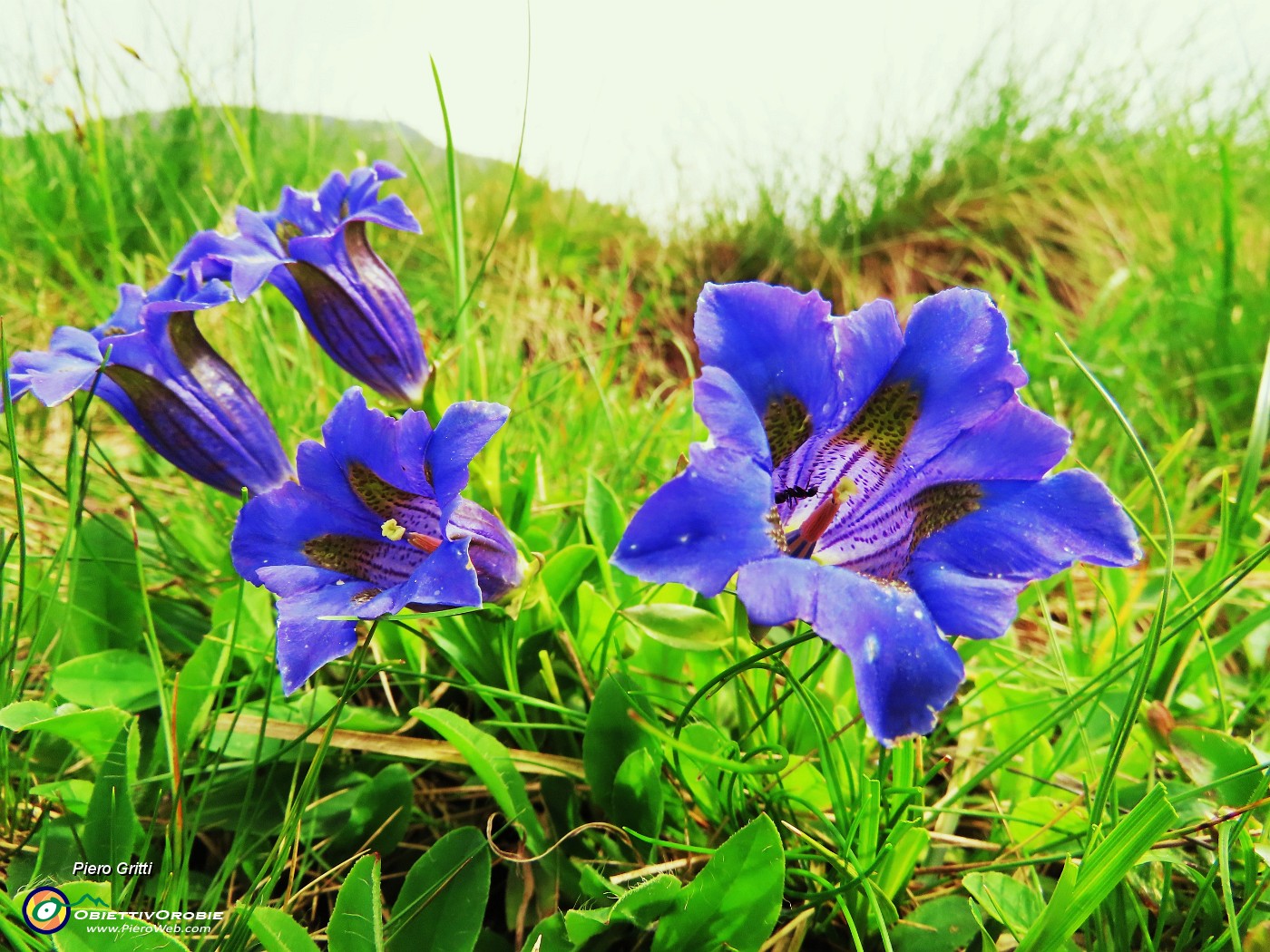 19 Gentiana acaulis (Genziana di Koch).JPG